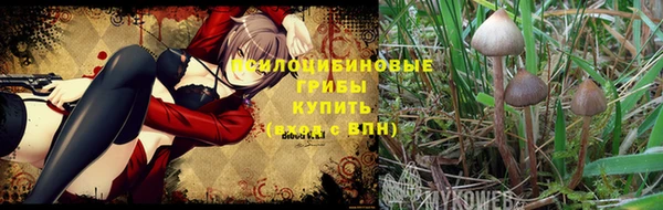 прущие грибы Алзамай